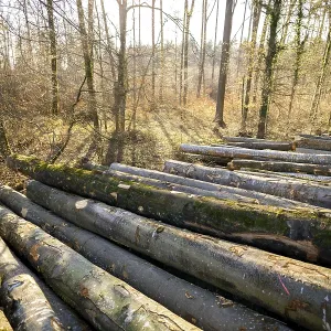 Stacked logs in a sun-drenched forest Stacked logs in a sun-drenched forest