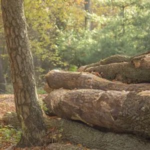 Stacked tree trunks in an autumn forest in sunlight Stacked tree trunks in an autumn forest in sunlight