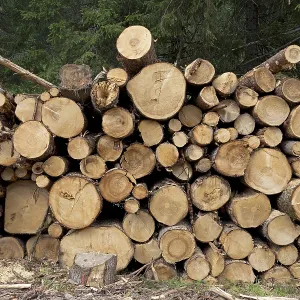Stacked tree trunks in the forest