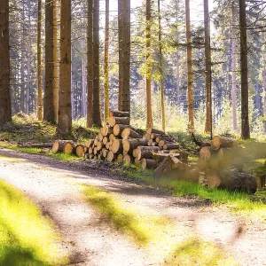 Stacked tree trunks along a sunny forest path Stacked tree trunks along a sunny forest path