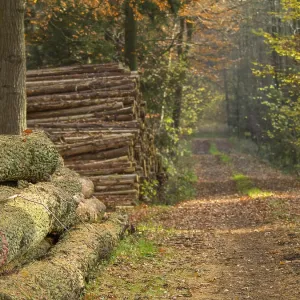 Stacked tree trunks along a wooded trail in autumn Stacked tree trunks along a wooded trail in autumn