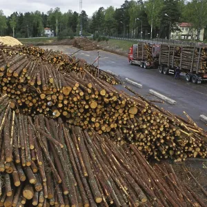 Stacks of felled tree trunks and transport trolleys at the pulp mill
