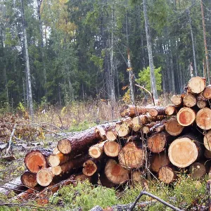 Stacks of logs of pine (woodpile) Stacks of logs of pine (woodpile)