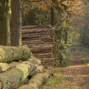 Stacks of tree trunks along a forest path in golden autumn light Stacks of tree trunks along a forest path in golden autumn light