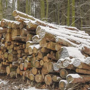 Stacks of wood in snowy forest Stacks of wood in snowy forest