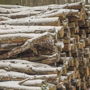 Stacks of wood on the side of the forest Stacks of wood on the side of the forest