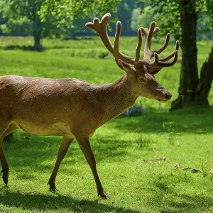Stag with antlers running through summery