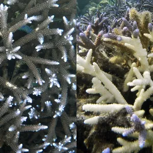 Staghorn Coral (Acropora vaughani) Print, Cebu, Philippines Staghorn Coral (Acropora vaughani) Print, Cebu, Philippines