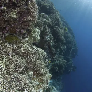 Staghorn Coral, Stony coral, Other animals