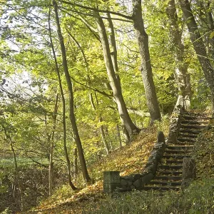 Stairs in an autumnal forest, Lueneburg Stairs in an autumnal forest, Lueneburg