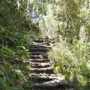 Stairs, hiking trail through a jungle