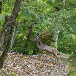 Standing fallow deer in a green forest Standing fallow deer in a green forest