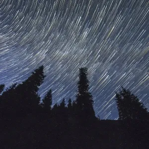 Star Trails on Night Sky over Coniferous Forest Star Trails on Night Sky over Coniferous Forest