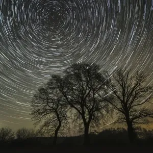 Star trails over trees in the night sky Star trails over trees in the night sky