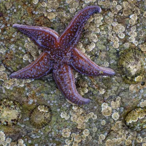 Starfish on a rock, Lauvsnes, Nord-Trondelag Starfish on a rock, Lauvsnes, Nord-Trondelag