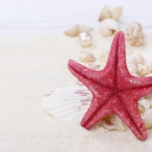 Starfish and sea shells on sand summer vacation background Starfish and sea shells on sand summer vacation background