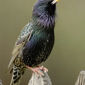 Starling on garden fence, Hesse (Sturnus vulgaris)