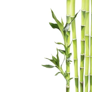 Several stem of Lucky Bamboo (Dracaena Sanderiana) with green leaves Several stem of Lucky Bamboo (Dracaena Sanderiana) with green leaves