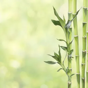 Several stem of Lucky Bamboo (Dracaena Sanderiana) with green leaves Several stem of Lucky Bamboo (Dracaena Sanderiana) with green leaves