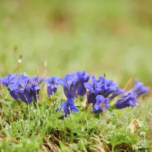 Stemless gentian (Gentiana acaulis) blooming on a meadow Stemless gentian (Gentiana acaulis) blooming on a meadow