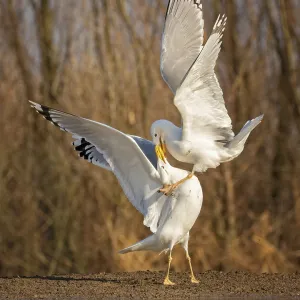 Steppe gull (Larus cachinnans) large gull