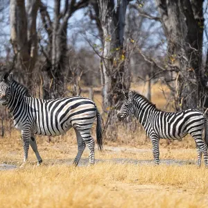 Steppe Zebra (Equus quagga), Chobe National Park