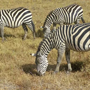 Steppe zebra (Equus quagga) in the Ngorongoro Crater