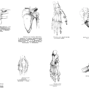 Sternum, shoulder, hand, pelvis