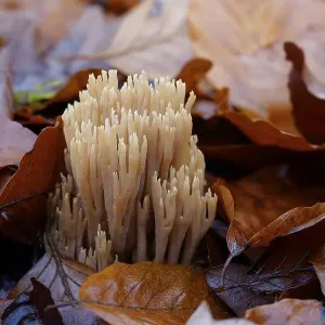Stiff coral (Ramaria stricta) on the forest floor between the leaves of a copper beech Stiff coral (Ramaria stricta) on the forest floor between the leaves of a copper beech