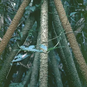 Stilt roots of a palm tree in Tambopata National Park in the Amazon basin Stilt roots of a palm tree in Tambopata National Park in the Amazon basin