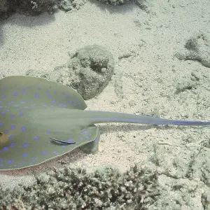 A stingray with blue spots, blue spotted stingray (Taeniura lymma) A stingray with blue spots, blue spotted stingray (Taeniura lymma)