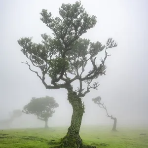 Stinkwood (Ocotea foetens) overgrown with moss and plants in the mist
