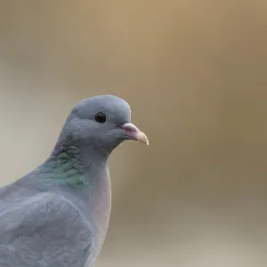 Stock dove (Columba oenas) adult bird head portrait Stock dove (Columba oenas) adult bird head portrait