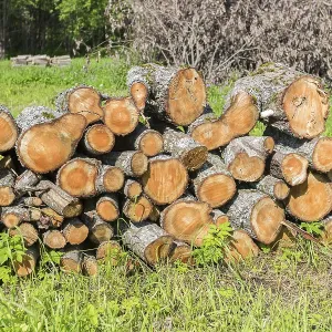 Stock pile of timber, chopped down trees at the forest in summertime Stock pile of timber, chopped down trees at the forest in summertime