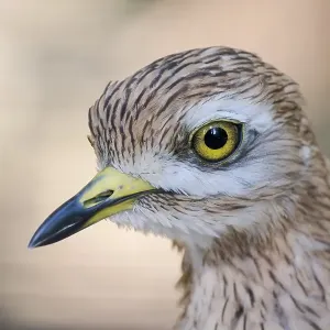 Stone Curlew (Burhinus oedicnemus) Stone Curlew (Burhinus oedicnemus)