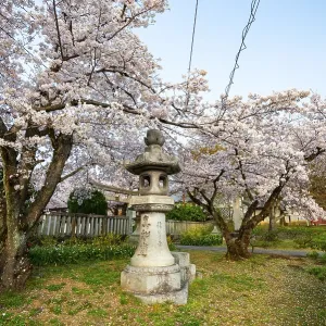 Stone lantern and blooming cherry trees Stone lantern and blooming cherry trees