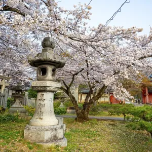 Stone lantern and blooming cherry trees Stone lantern and blooming cherry trees