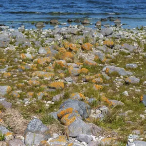 Stones covered in yellow lichen on the shore of the island of Stora grundet