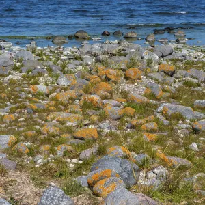 Stones covered in yellow lichen on the shore of the island of Stora grundet