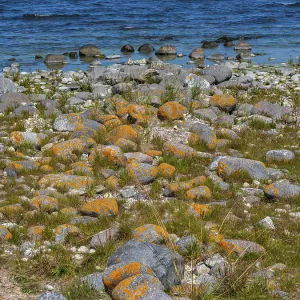 Stones covered in yellow lichen on the shore of the island of Stora grundet