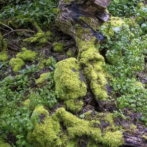 Stones and deadwood overgrown with moss in the forest on the Schaumberg