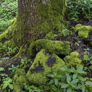 Stones and trees overgrown with moss in the forest at Schaumberg