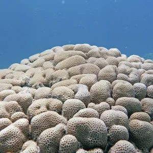 Stony coral (Goniastrea sp.), coral reef