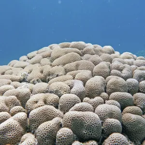 Stony Coral (Goniastrea sp.) Print, Red Sea Reef Stony Coral (Goniastrea sp.) Print, Red Sea Reef