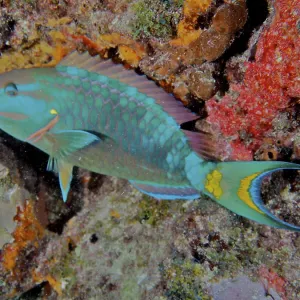 Stoplight parrotfish (Sparisoma viride) Stoplight parrotfish (Sparisoma viride)