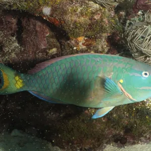Stoplight parrotfish (Sparisoma viride)