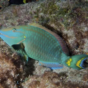 A stoplight parrotfish (Sparisoma viride) rests on the reef at night A stoplight parrotfish (Sparisoma viride) rests on the reef at night