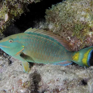 A stoplight parrotfish (Sparisoma viride) rests on the reef at night
