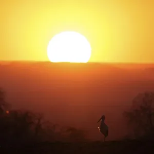 A stork (Ciconia ciconia) in the evening landscape illuminated by a large sunset