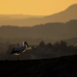 A stork (Ciconia ciconia) in the foreground of an atmospheric